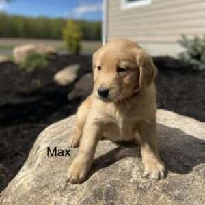 Max - Male