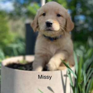 Missy - Female