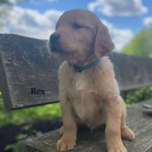 Rex - Male
