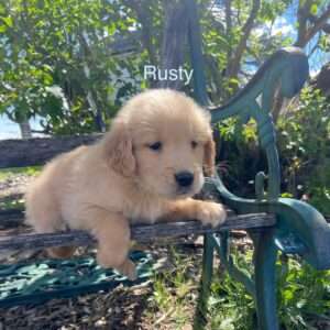 Rusty - Male
