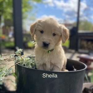 Sheila - Female